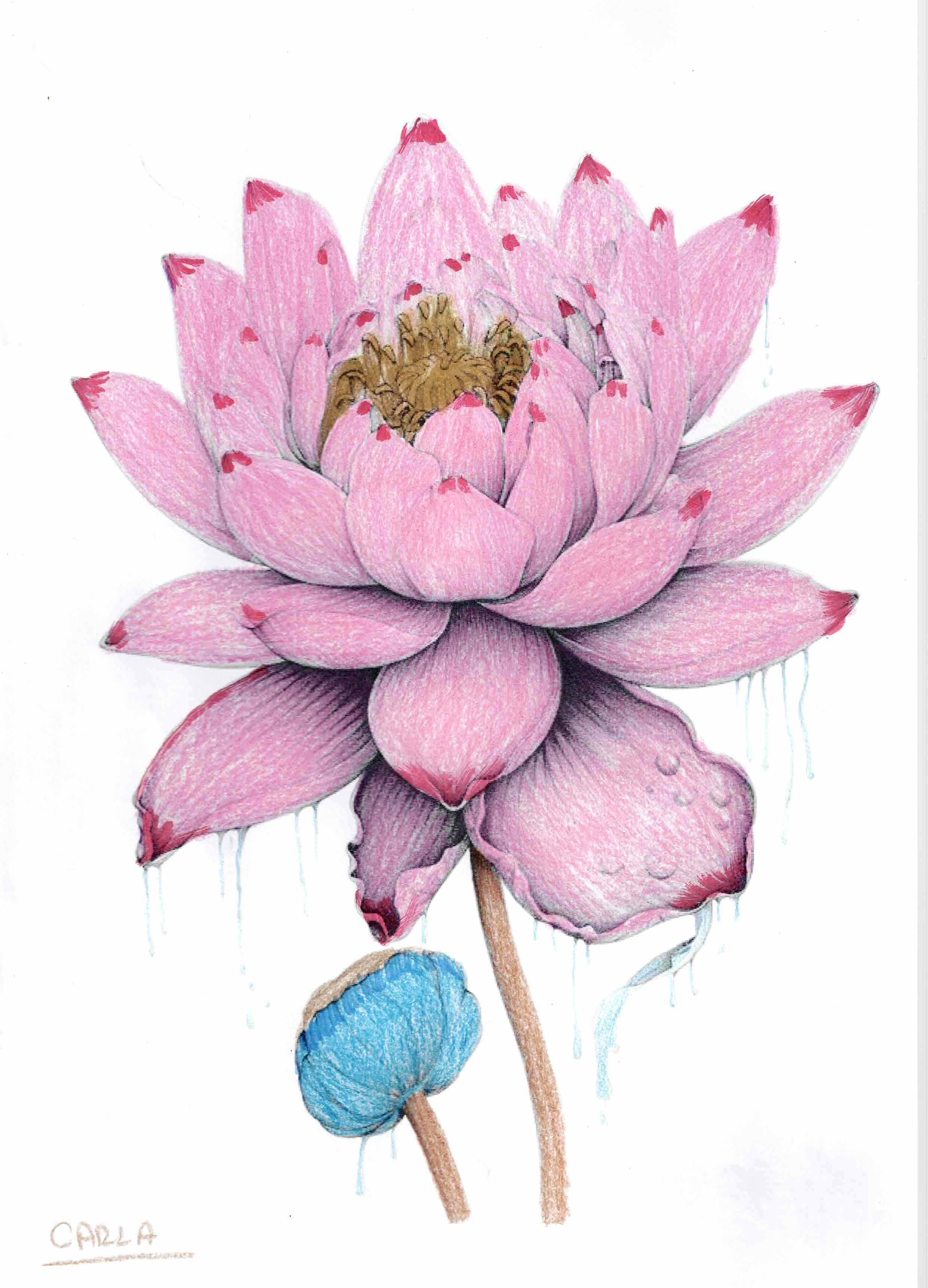 Artwork by Carla